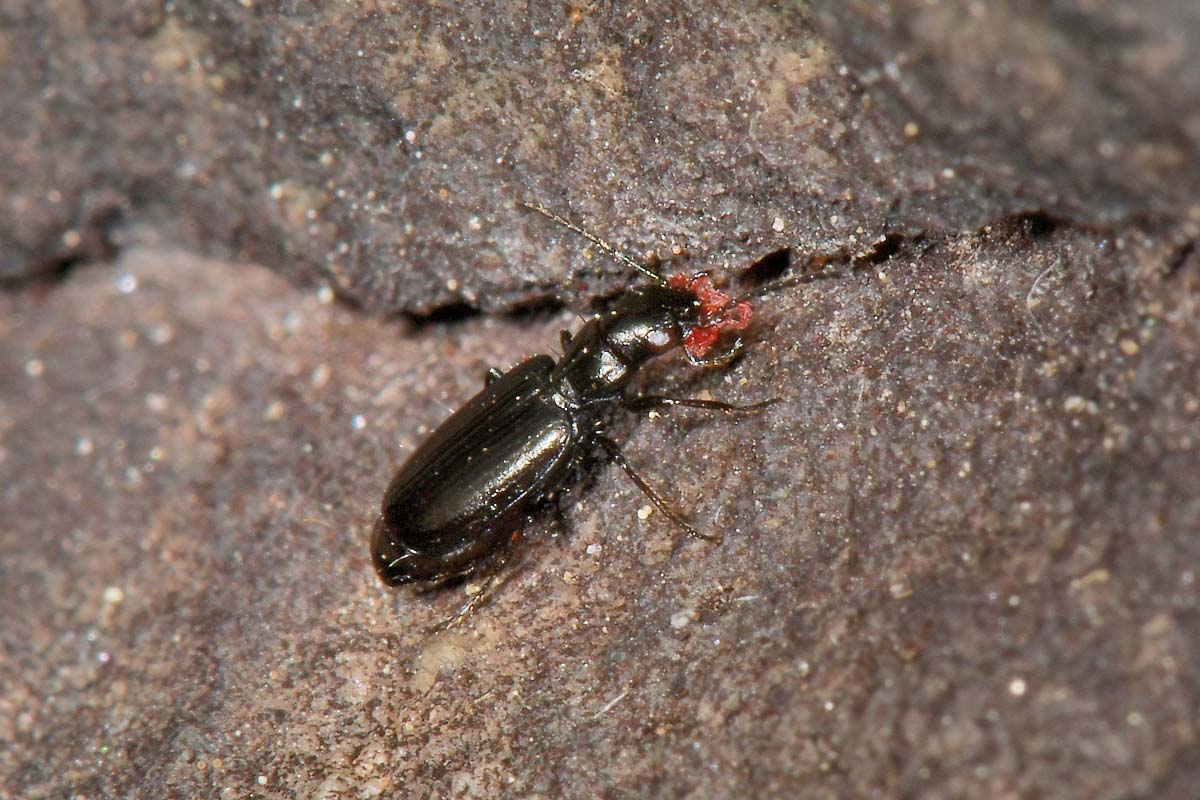 Carabidae: Apristus europaeus: il 